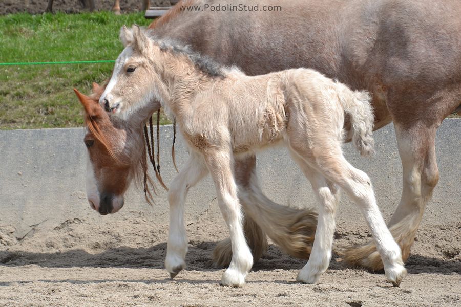 Gypsy Cob Foals